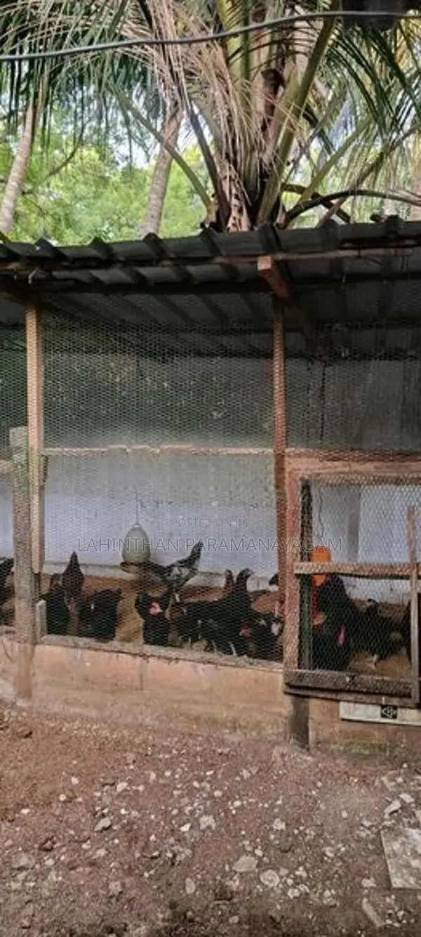 Country Chicken