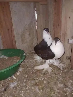 Pigeon