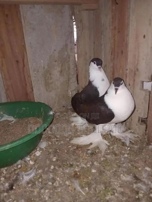 Pigeon