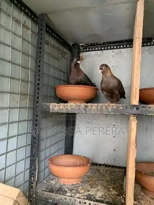 Golden Holland Pigeon