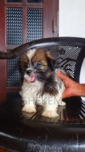 Shihtzu Puppies