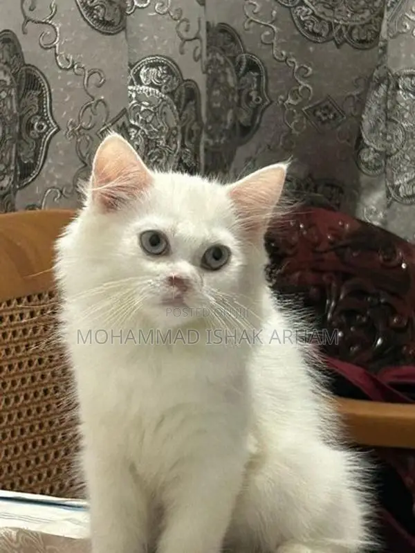 Persian Kitten