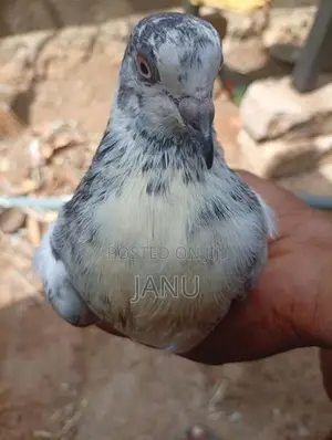 Pigeon