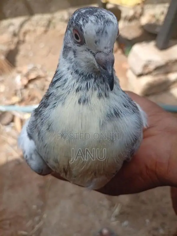 Pigeon