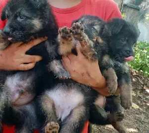 German Shepherd Puppy