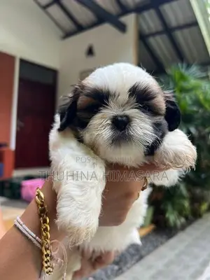 Shihtzu Puppies