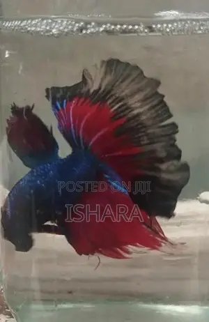 Fighter Fish