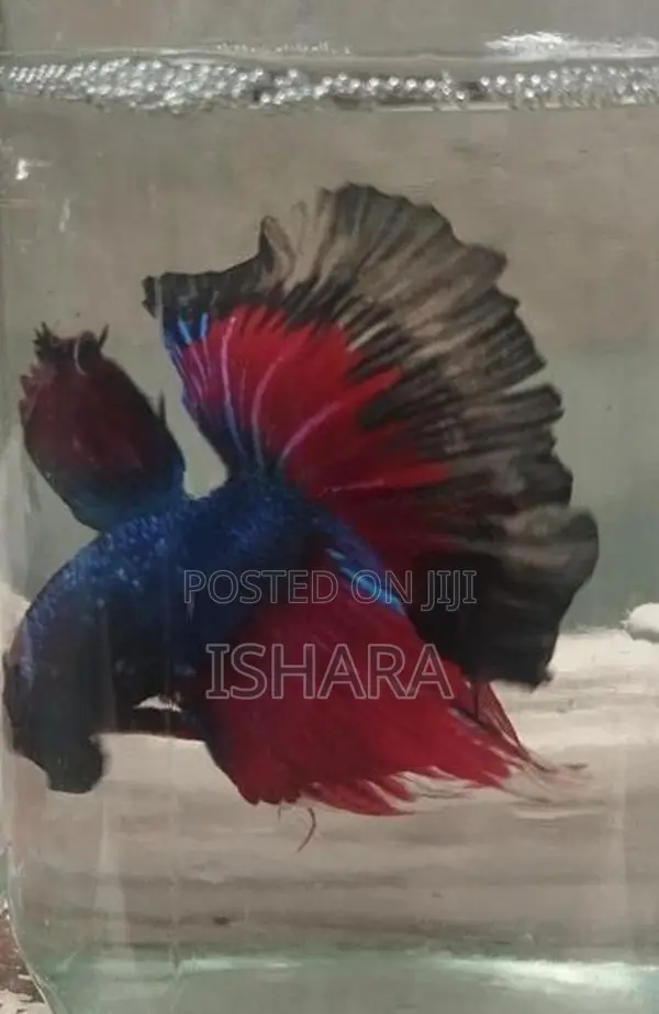 Fighter Fish
