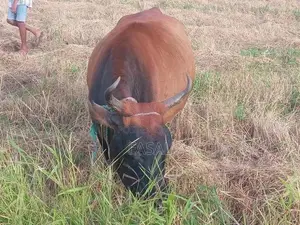 කිරි හරක්