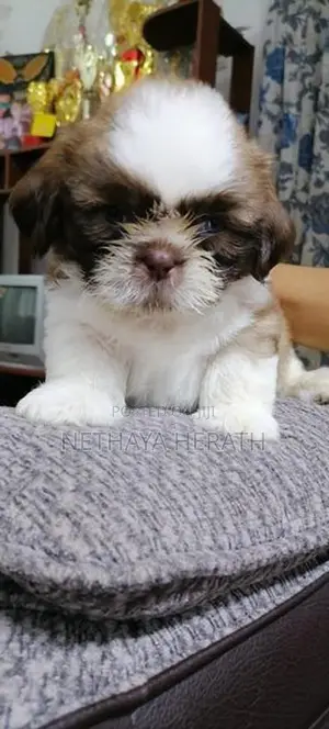 Shih Tzu Puppies
