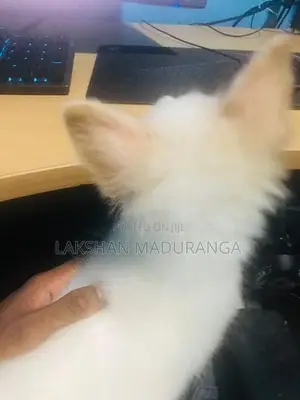 Pomeranian Dog
