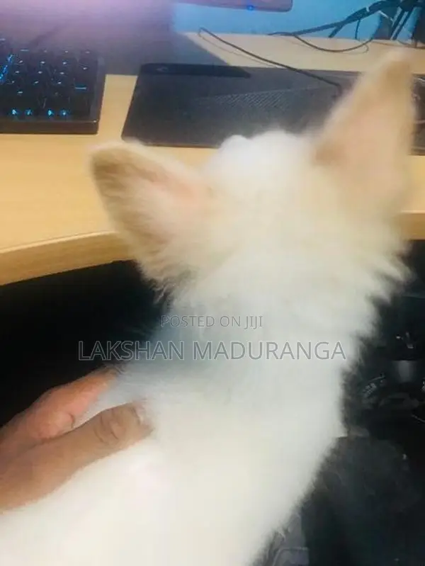 Pomeranian Dog