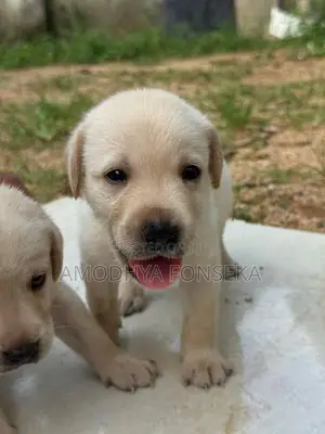 Labrador Puppies
