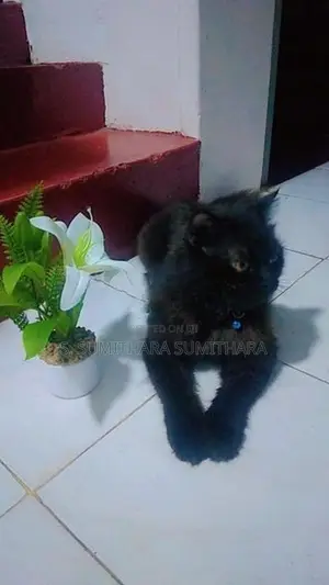 පර්සියන් කැට්