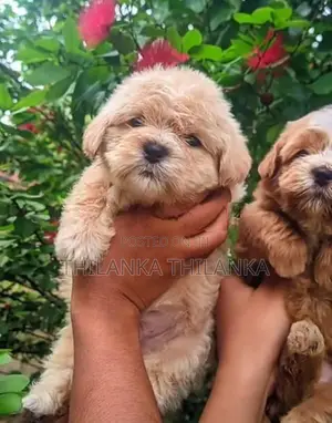Terrier Puppies