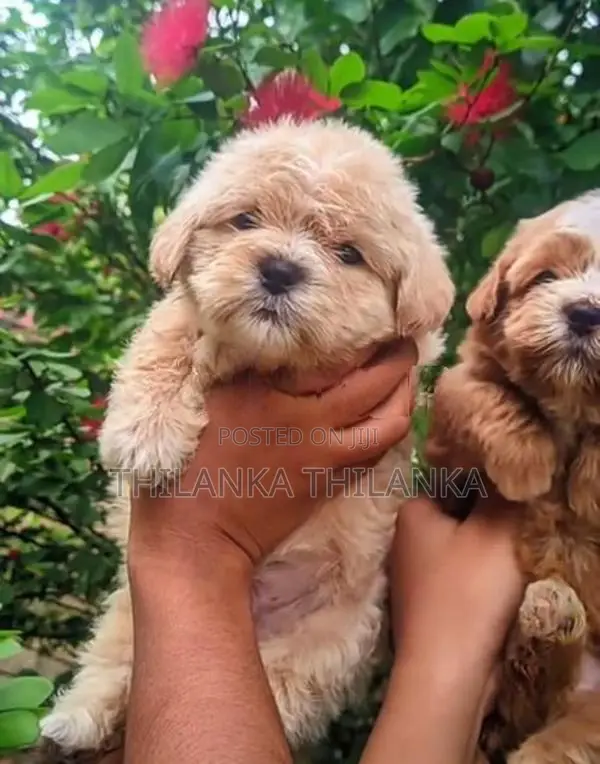 Terrier Puppies
