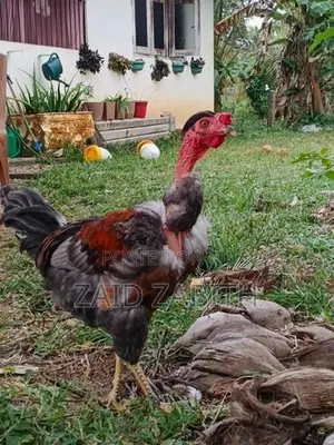 rooster