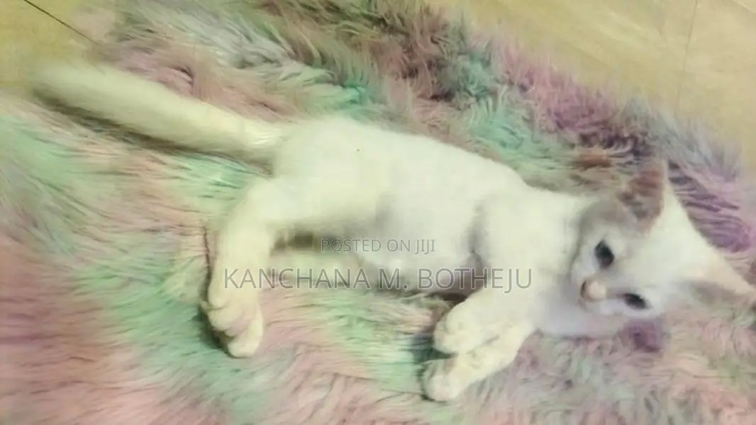 Mix Persian Cats