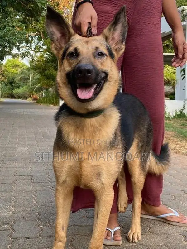 German Shepherd Short Coat Female