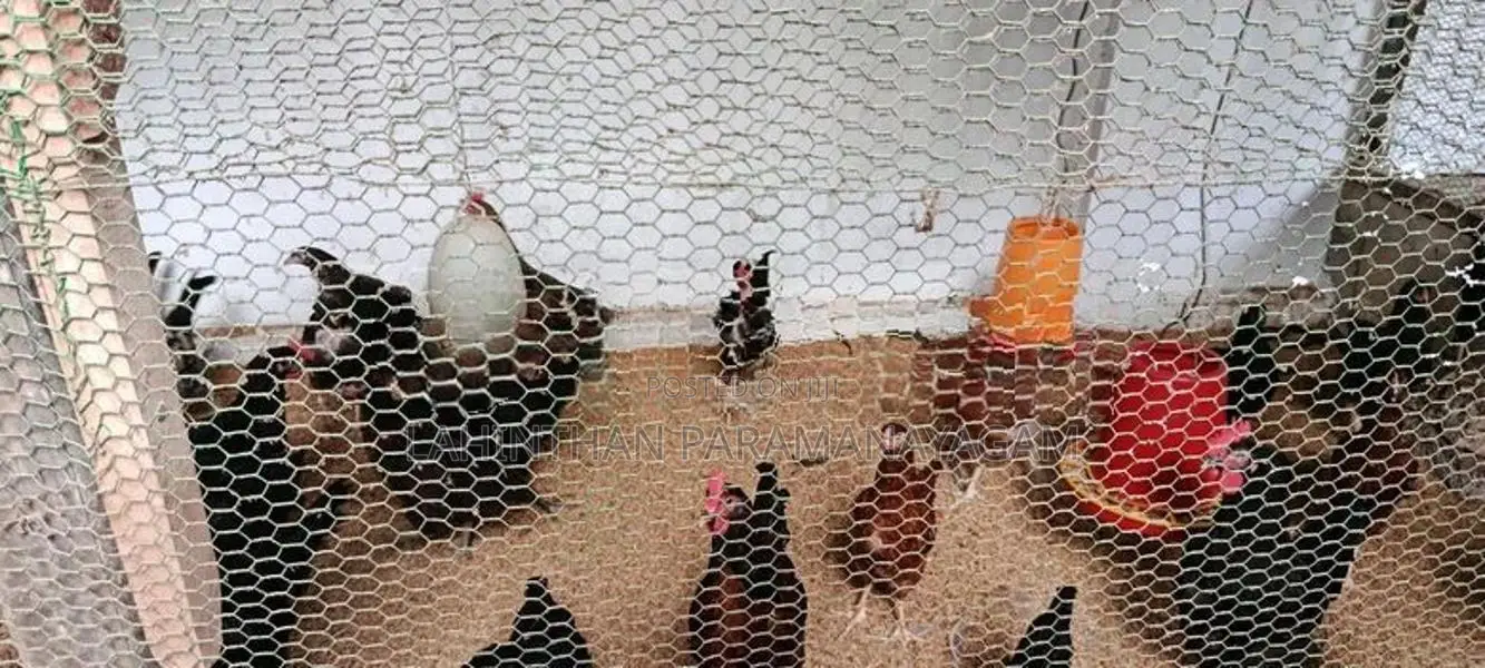 Country Chicken