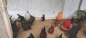 Country Chicken