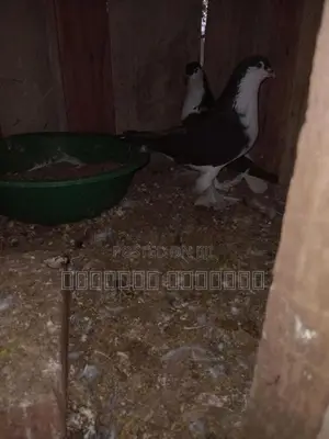 Pigeon