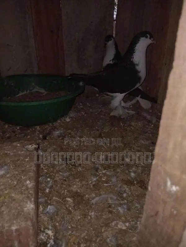 Pigeon