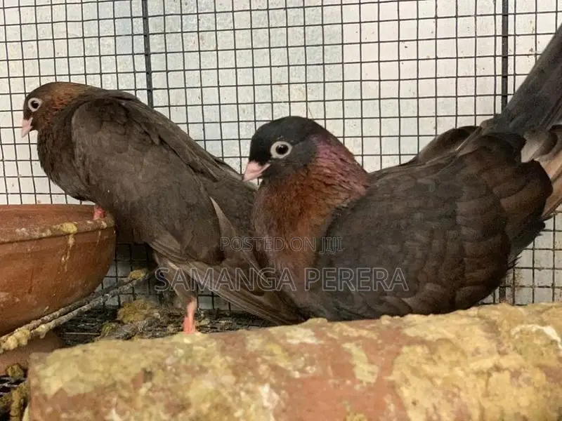 Golden Holland Pigeon