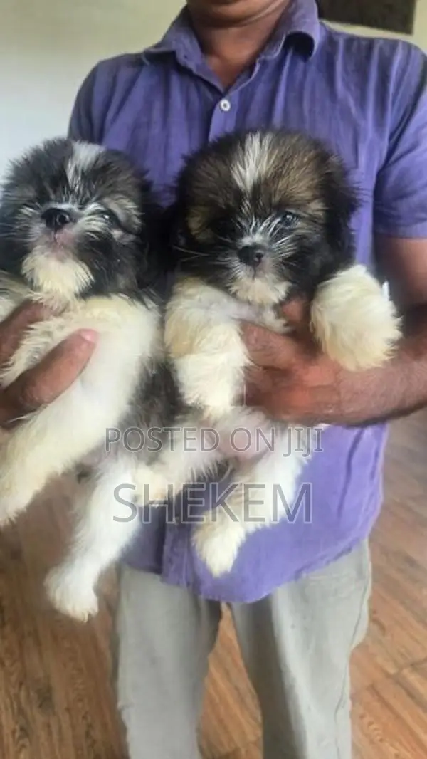 Shihtzu Puppies