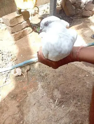 Pigeon