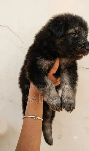 German Shepherd Puppy