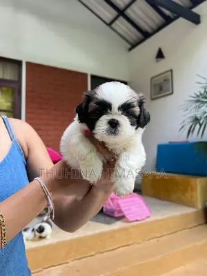Shihtzu Puppies