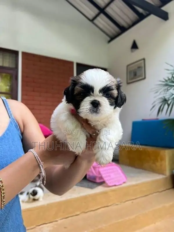 Shihtzu Puppies