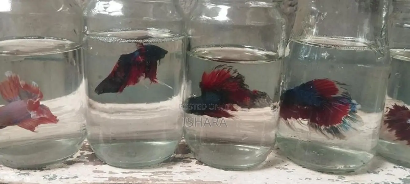 Fighter Fish