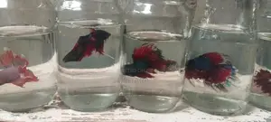 Fighter Fish