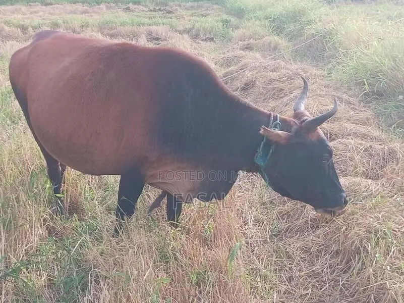 කිරි හරක්