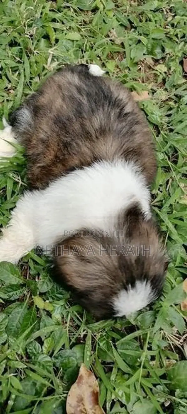 Shih Tzu Puppies