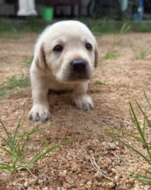 Labrador Puppies