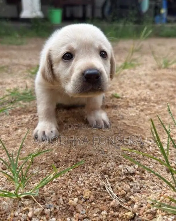 Labrador Puppies
