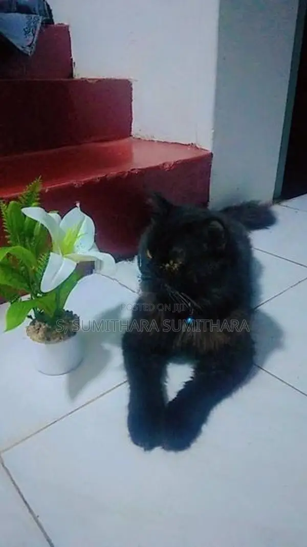 පර්සියන් කැට්