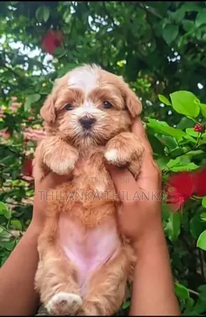 Terrier Puppies