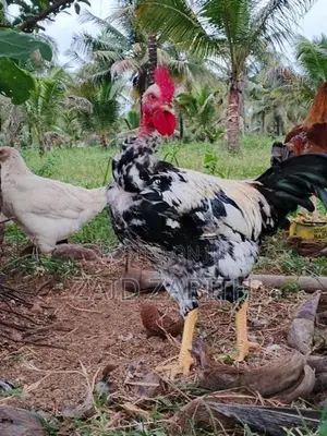 rooster