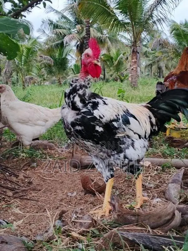rooster