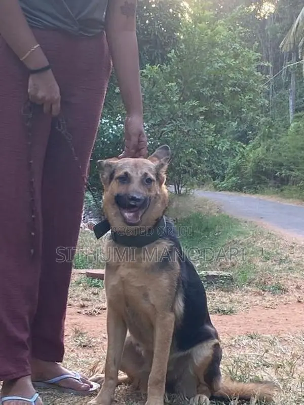 German Shepherd Short Coat Female
