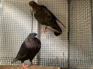 Golden Holland Pigeon