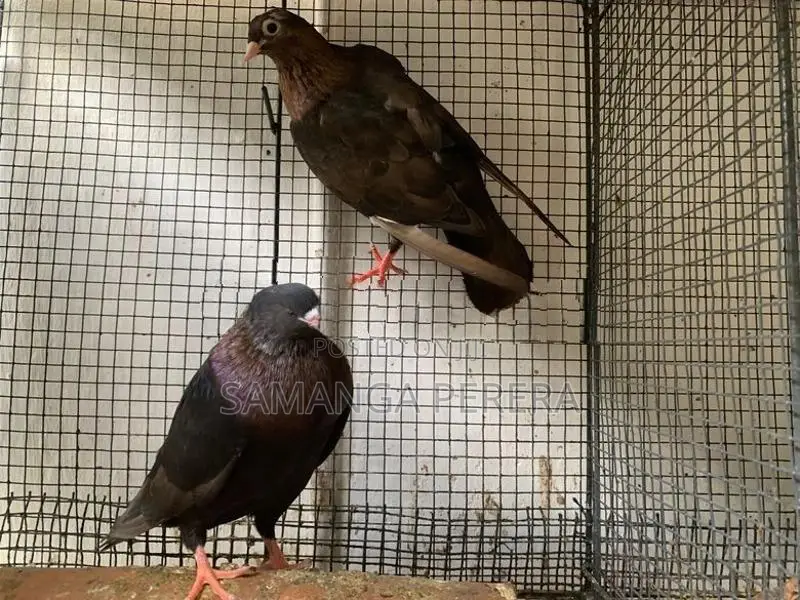 Golden Holland Pigeon