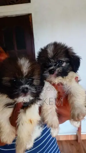 Shihtzu Puppies