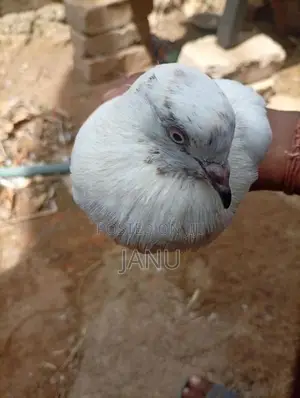 Pigeon