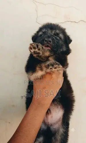 German Shepherd Puppy