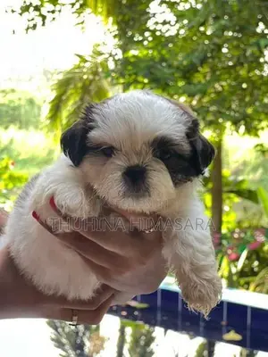 Shihtzu Puppies